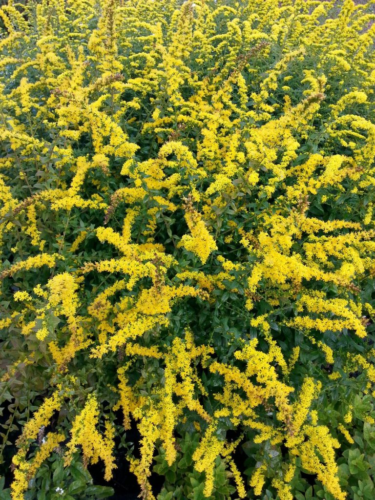 ده گل دیر شکوفه برای باغ پاییزی