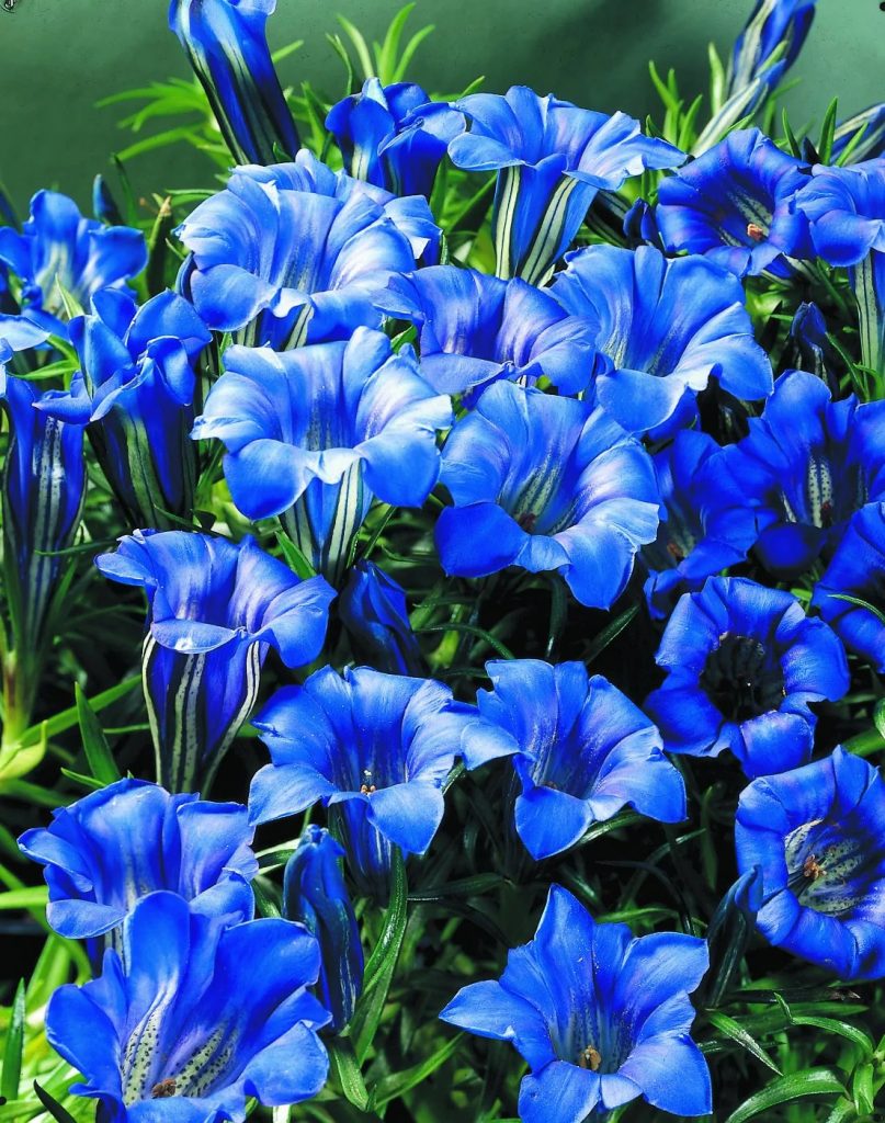 ده گل دیر شکوفه برای باغ پاییزی