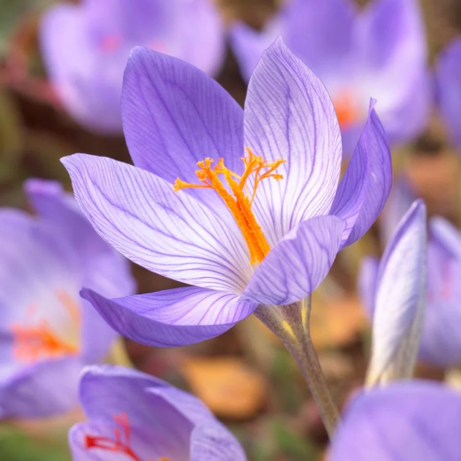 ده گل دیر شکوفه برای باغ پاییزی