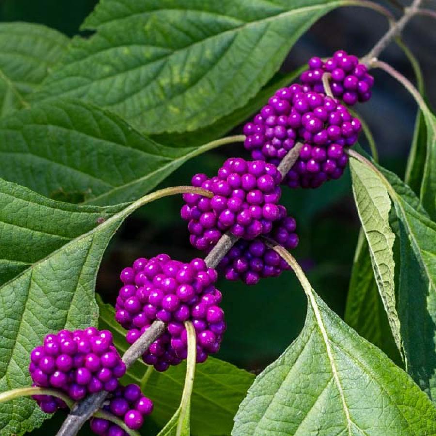 توت های Beauty berry
