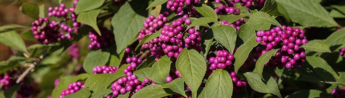 کالیکارپا یا Beauty berry