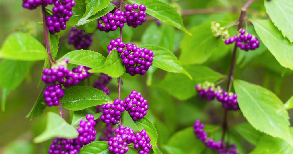 کالیکارپا یا Beauty berry