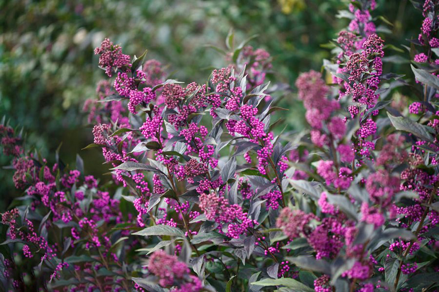 کالیکارپا یا Beauty berry